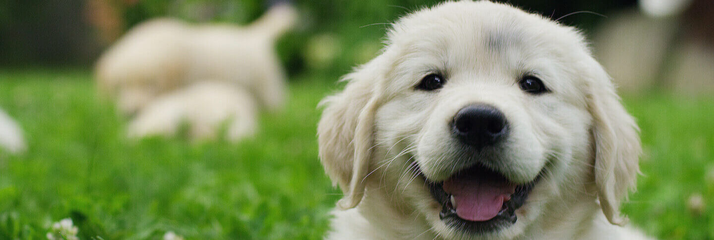Come nutrire il cervello del cane