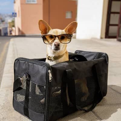 Come scegliere il trasportino da auto per cani
