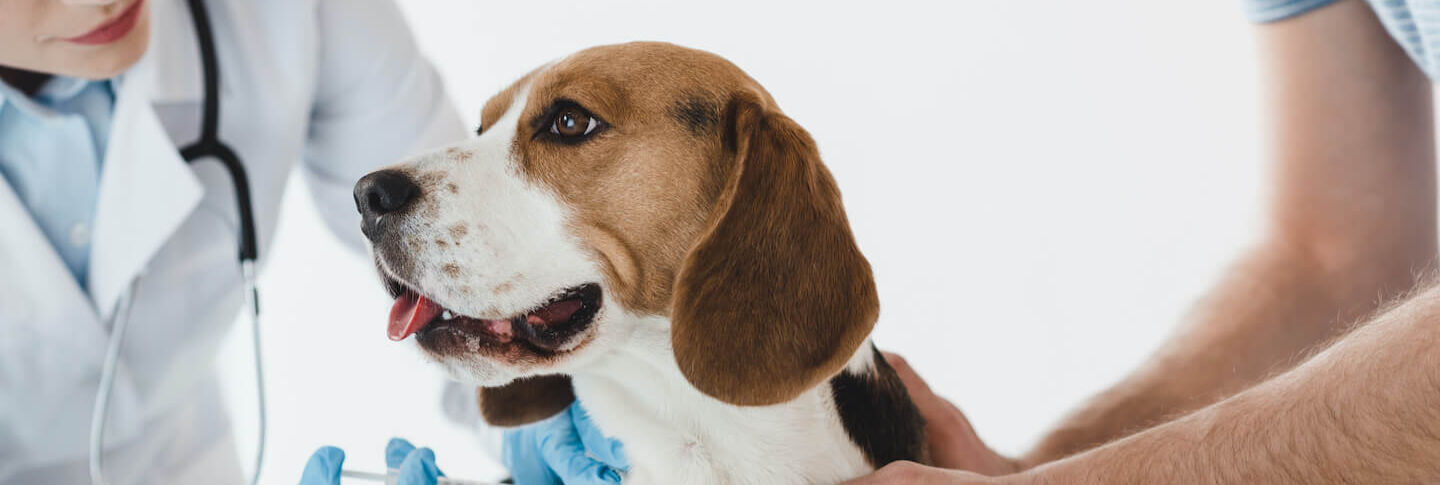 La vaccinazione del cucciolo di cane. Il Calendario.
