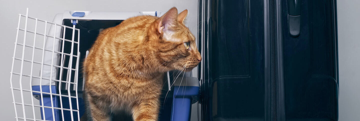 Il miglior modo per viaggiare con il gatto