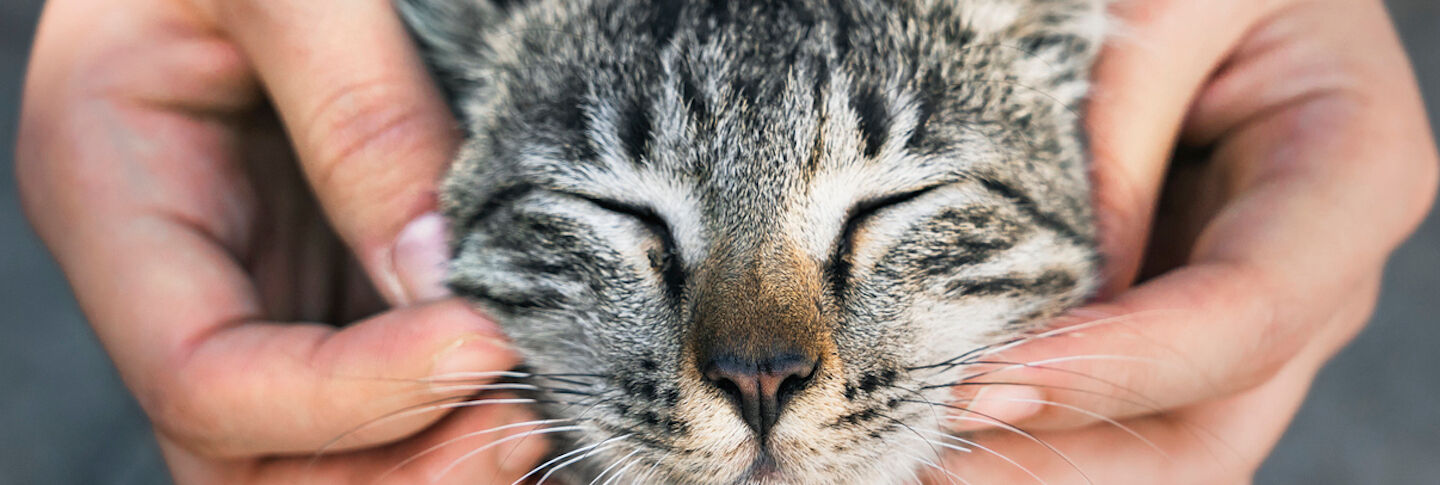 Spaying your cat: tips on keeping her healthy, even after surgery