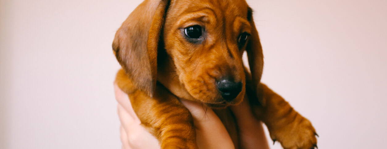 First Time Pet Parents