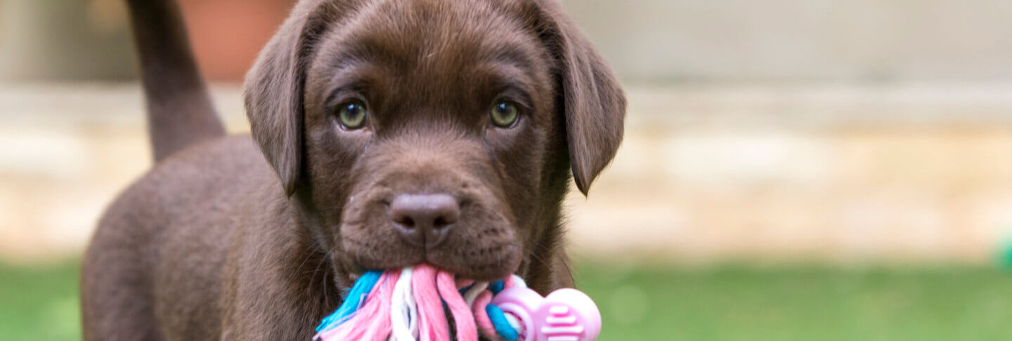 Come prepararsi all&rsquo;arrivo di un cucciolo di 40 giorni in casa?