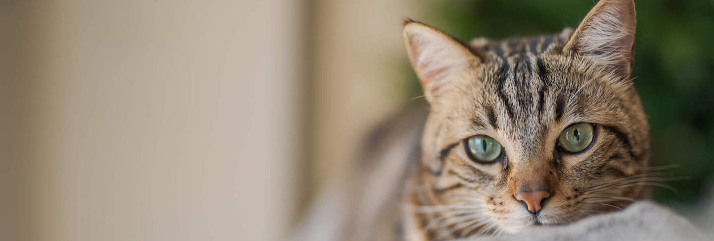 Perch&eacute; il tuo gatto non mangia? Cause, soluzioni e consigli utili