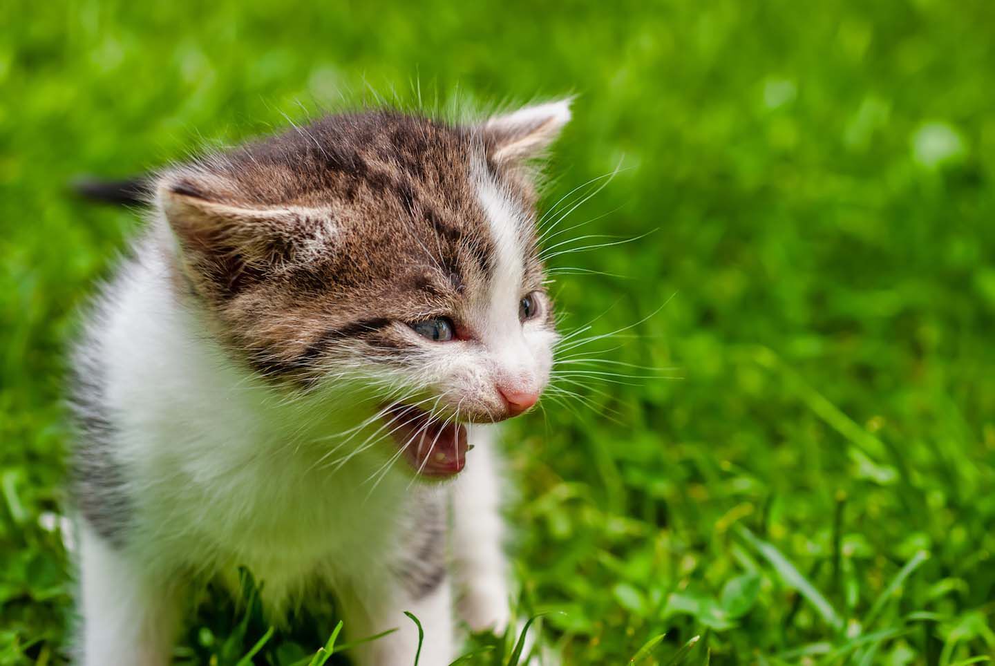 Il linguaggio dei gatti: tutti i modi per capirlo