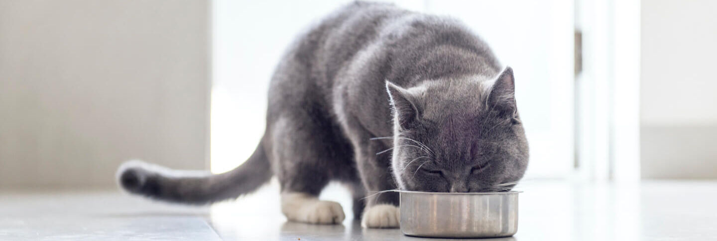 Beneficios de la pulpa de remolacha y la achicoria en la alimentaci&oacute;n de gatos