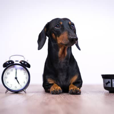 Quali sono gli orari migliori per far mangiare il cane?