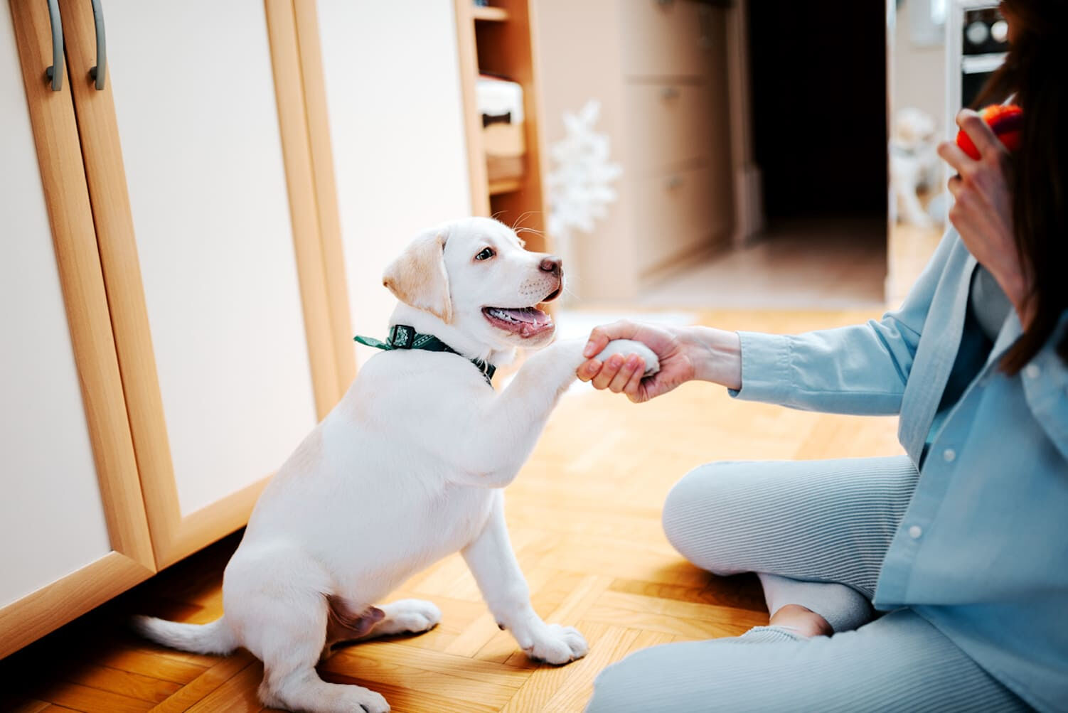 How to train your puppy in a natural and positive way