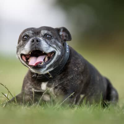 Crocchette per cani anziani: il cibo migliore per la loro salute