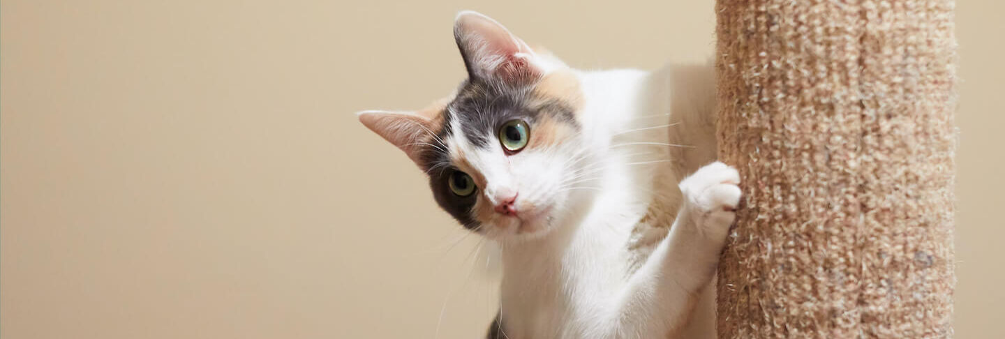 Tiragraffi fai da te