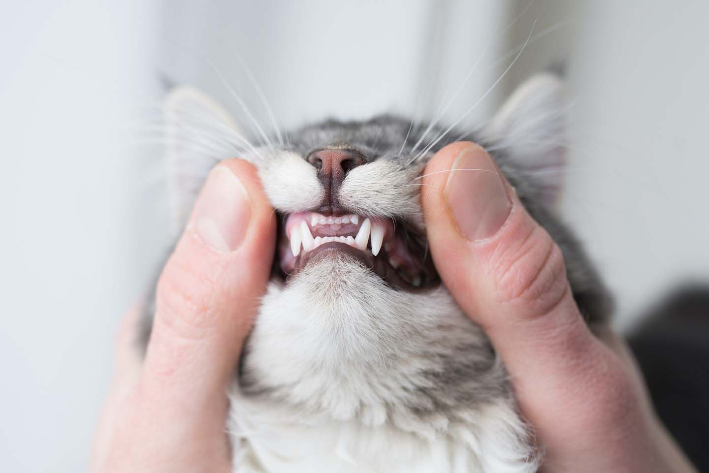Come curare la dentatura del gatto