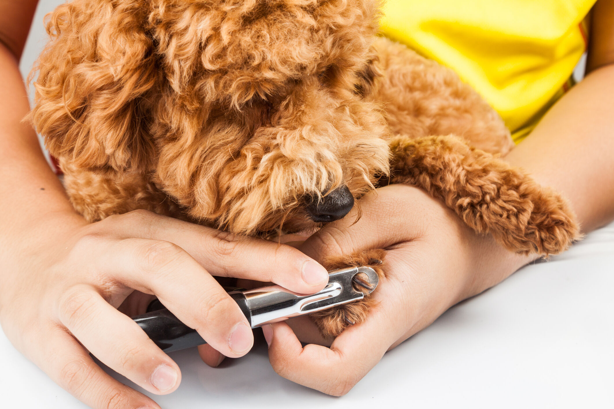 Image Link For come, quando e perch&eacute; tagliare le unghie al cane