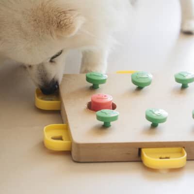 GIOCHI DI ATTIVAZIONE MENTALE PER CANI