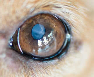 Image Link For Le caratteristiche principali della vista del cane