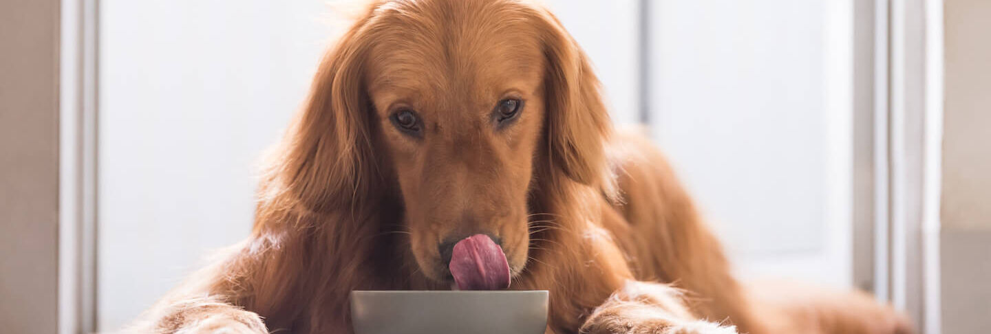 I piselli nell&rsquo;alimentazione del cane  