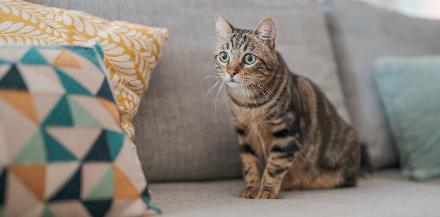 Come gestire il gatto in casa