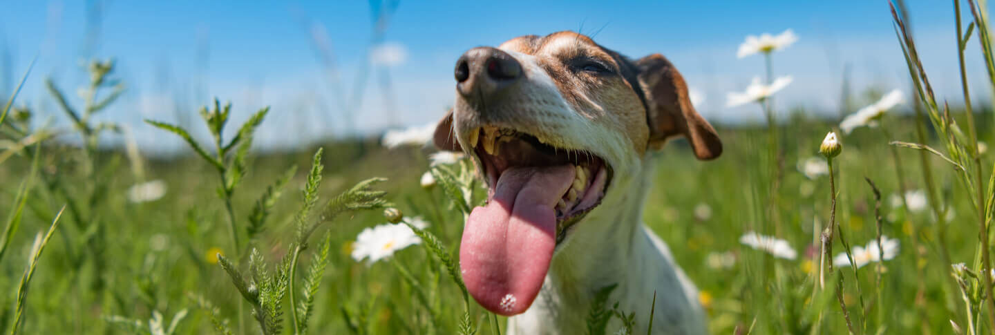 Anche i cani soffrono il caldo
