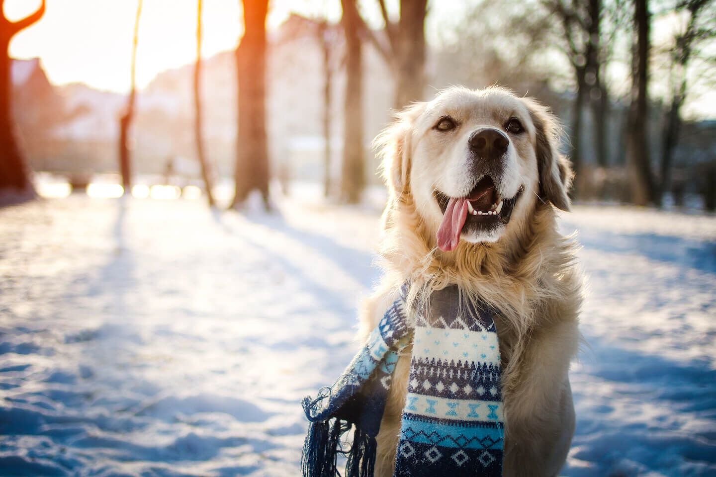 Consigli per portare il cane sulla neve