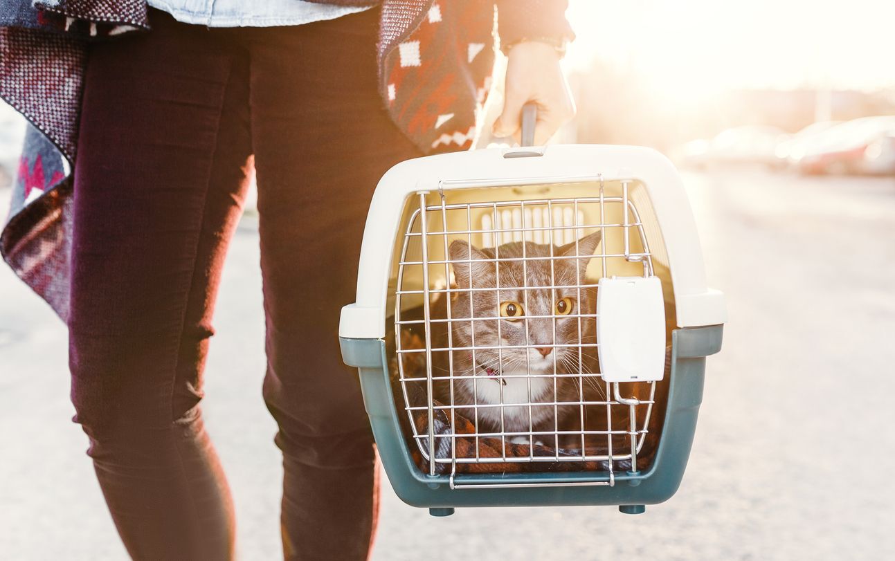 COME TRASPORTARE UN GATTO IN AEREO