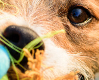 Image Link For My first dog: how do I choose suitable food?