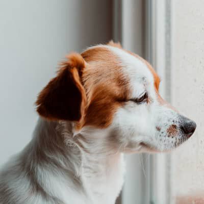 La mente del cane e i suoi pensieri