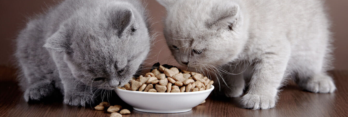 Cosa mangiano i gattini? 