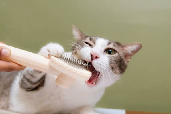 Image Link For COME E PERCH&Eacute; TOELETTARE UN GATTO