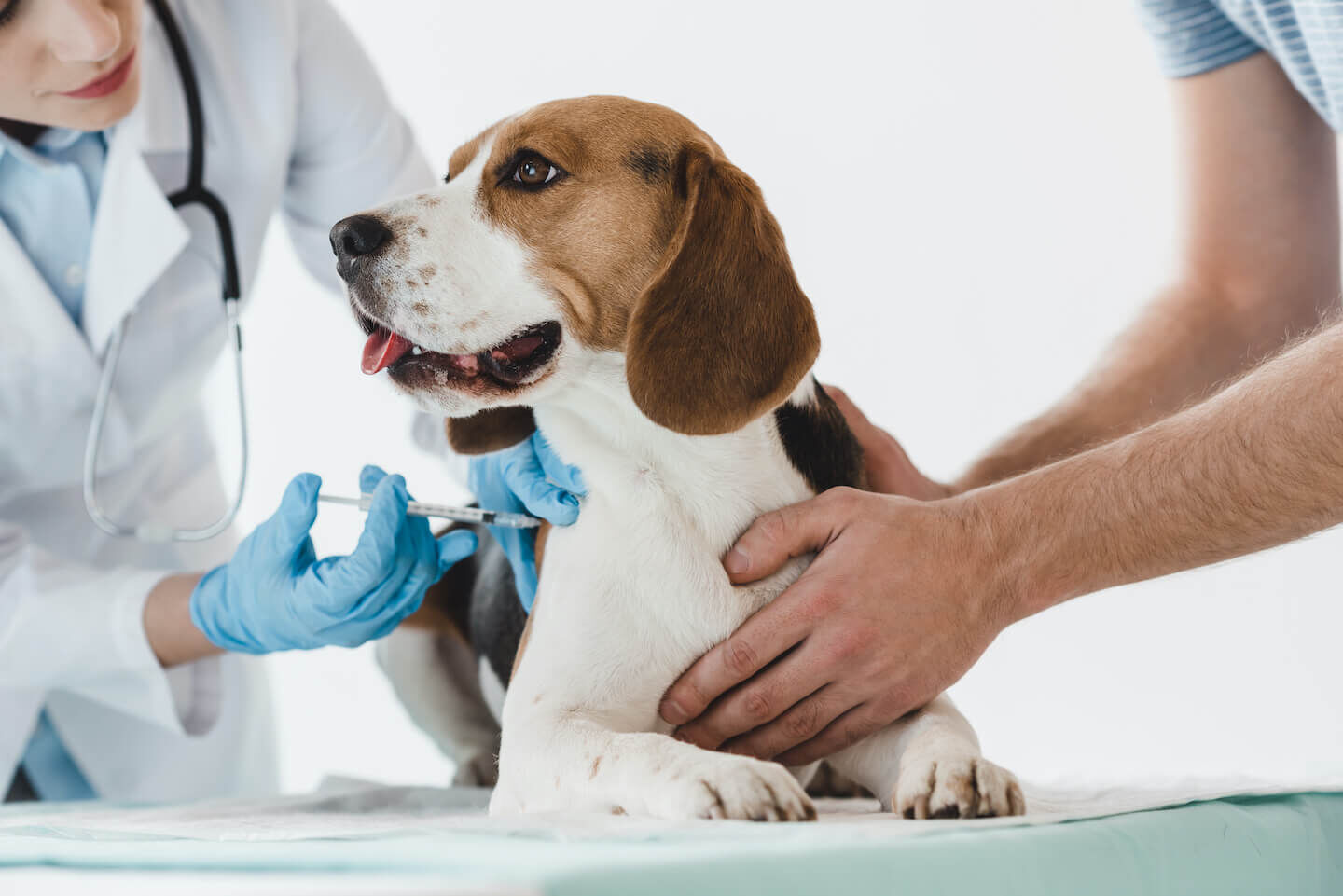 La vaccinazione del cucciolo di cane. Il Calendario.
