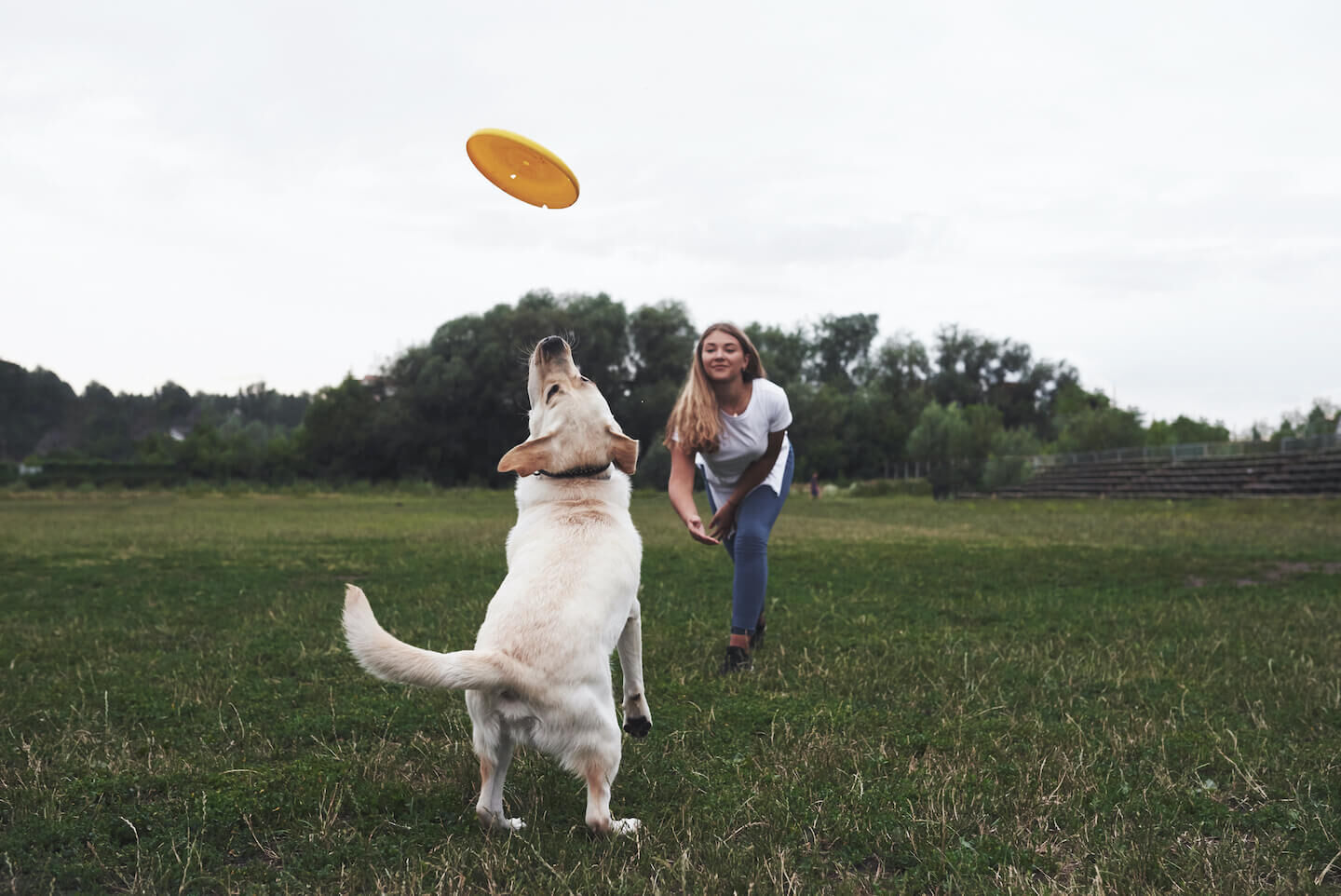 Disc Dog