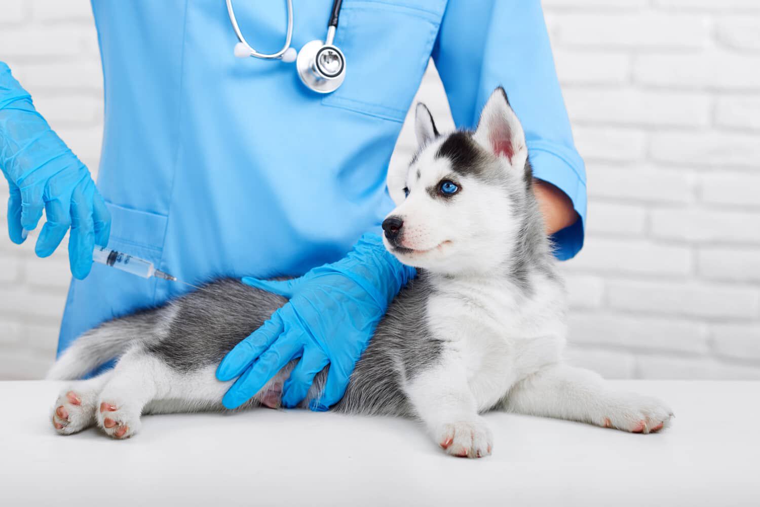 Vaccinazione del cane