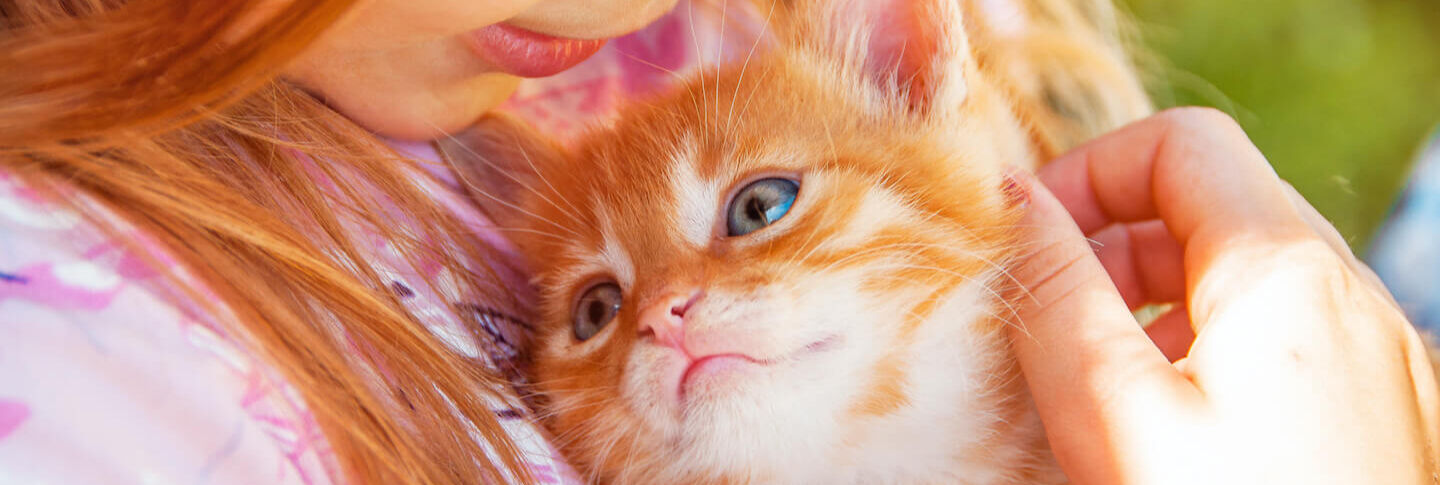 L&rsquo;arrivo a casa di un gatto: cosa sapere