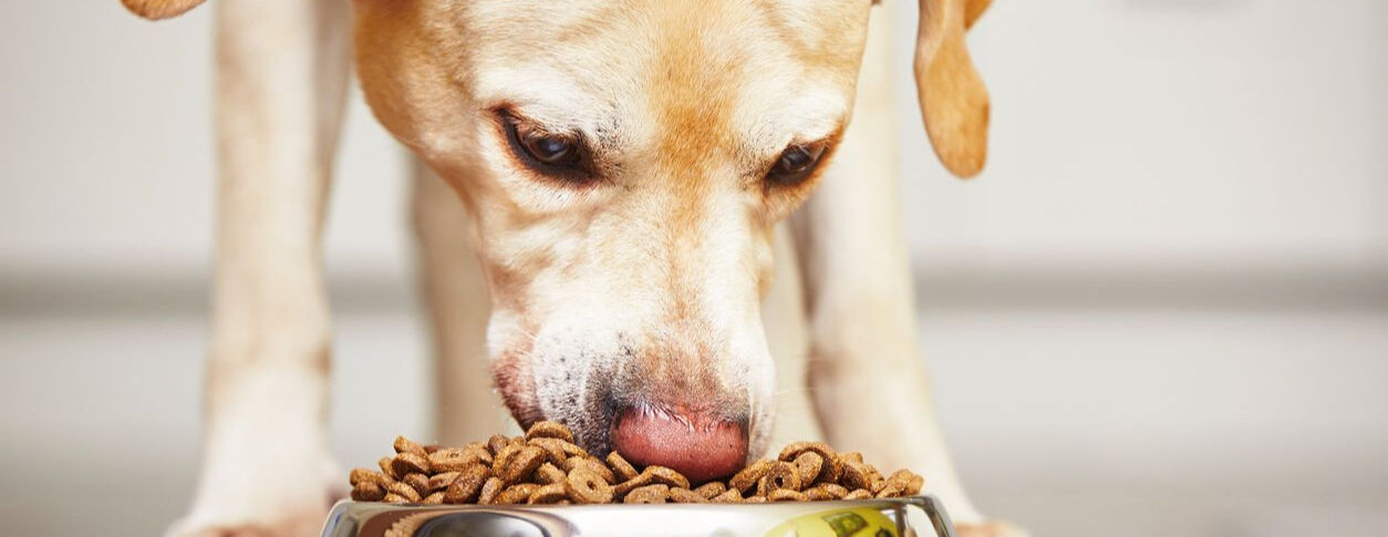 Alimentaci&oacute;n equilibrada - Perro