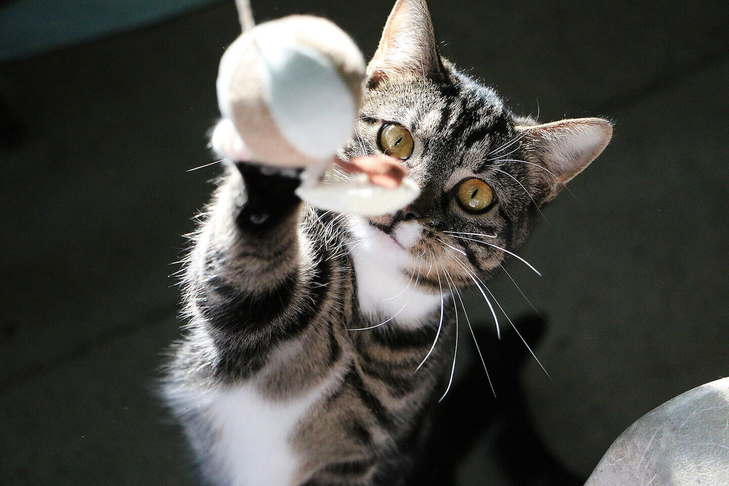 Come costruire giochi per gattini fai da te