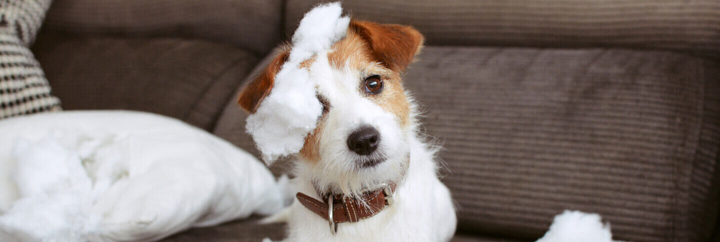 Recinto per cuccioli in casa: quando &egrave; necessario usarlo?