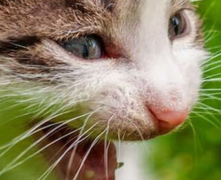 Image Link For Il linguaggio dei gatti: tutti i modi per capirlo