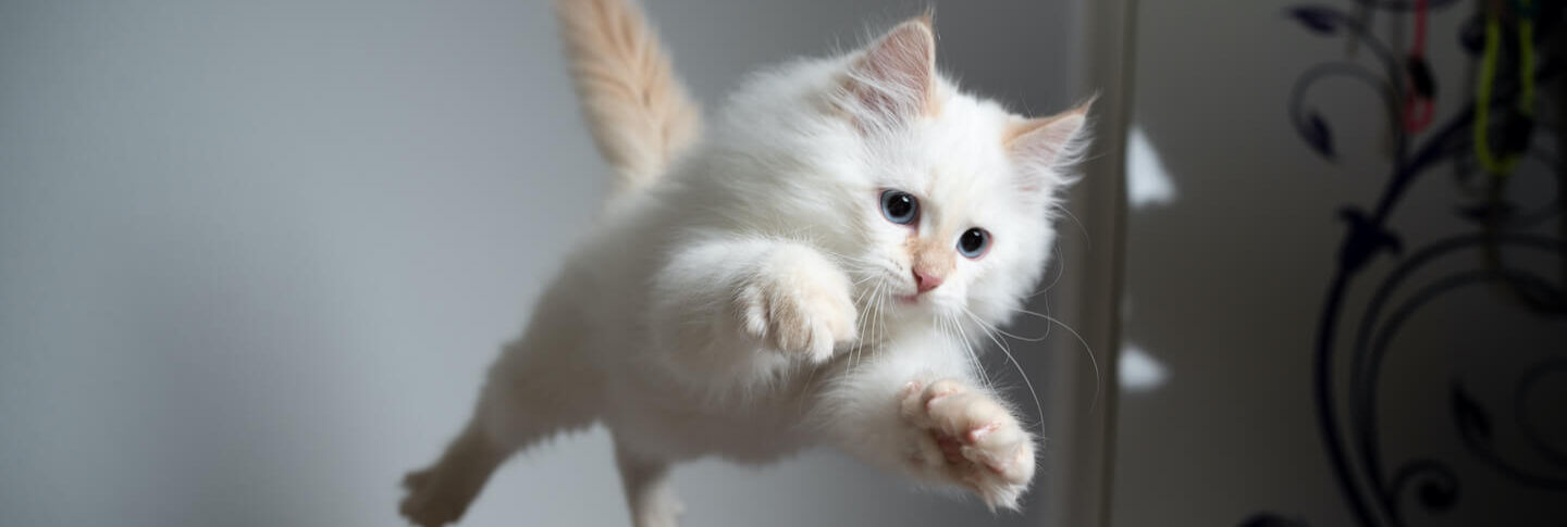 Cosa fare se il gatto &egrave; improvvisamente irrequieto