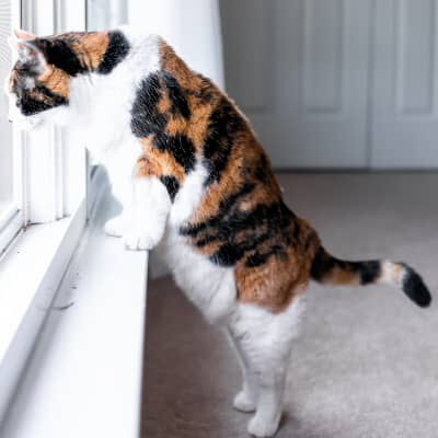 Perch&eacute; la coda &egrave; cos&igrave; importante per il gatto?