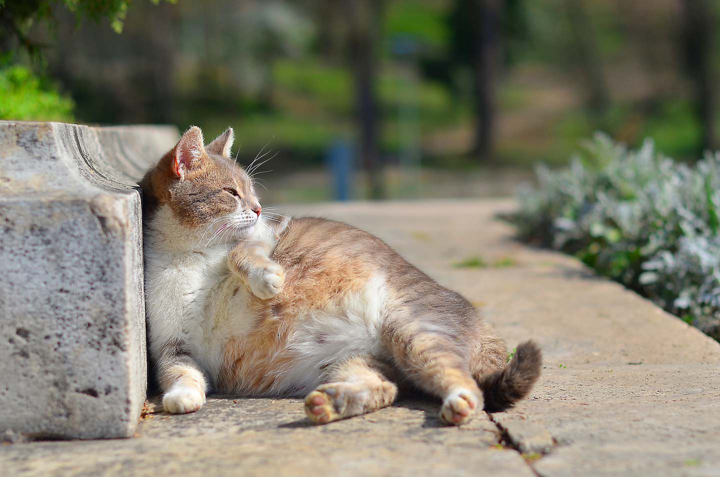 Cosa c'&egrave; da sapere sulla gestazione dei gatti