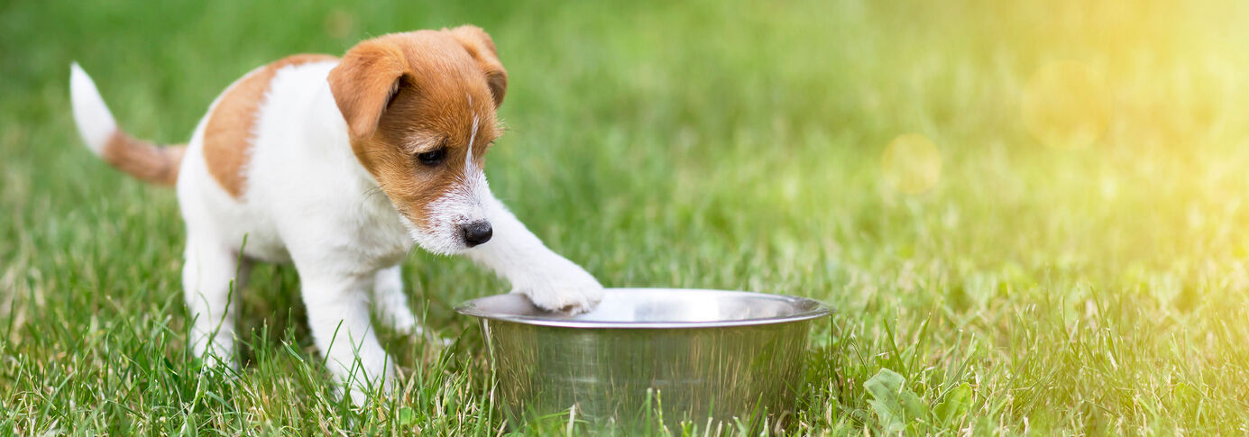 Single protein foods for dogs