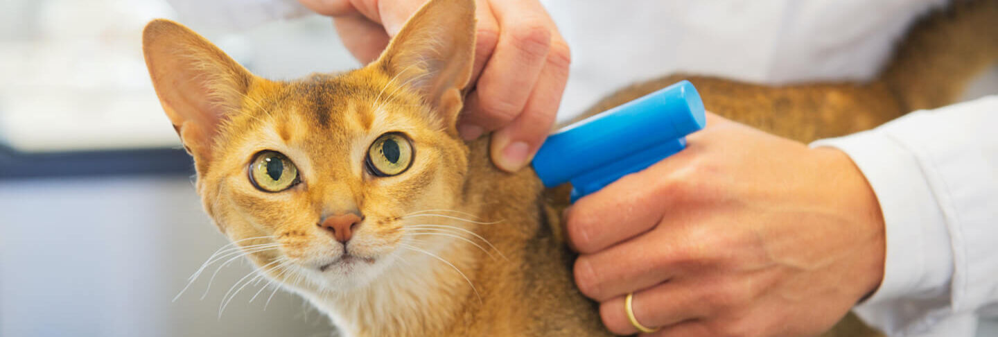 Microchip per gatti - Cos'&egrave; e come funziona