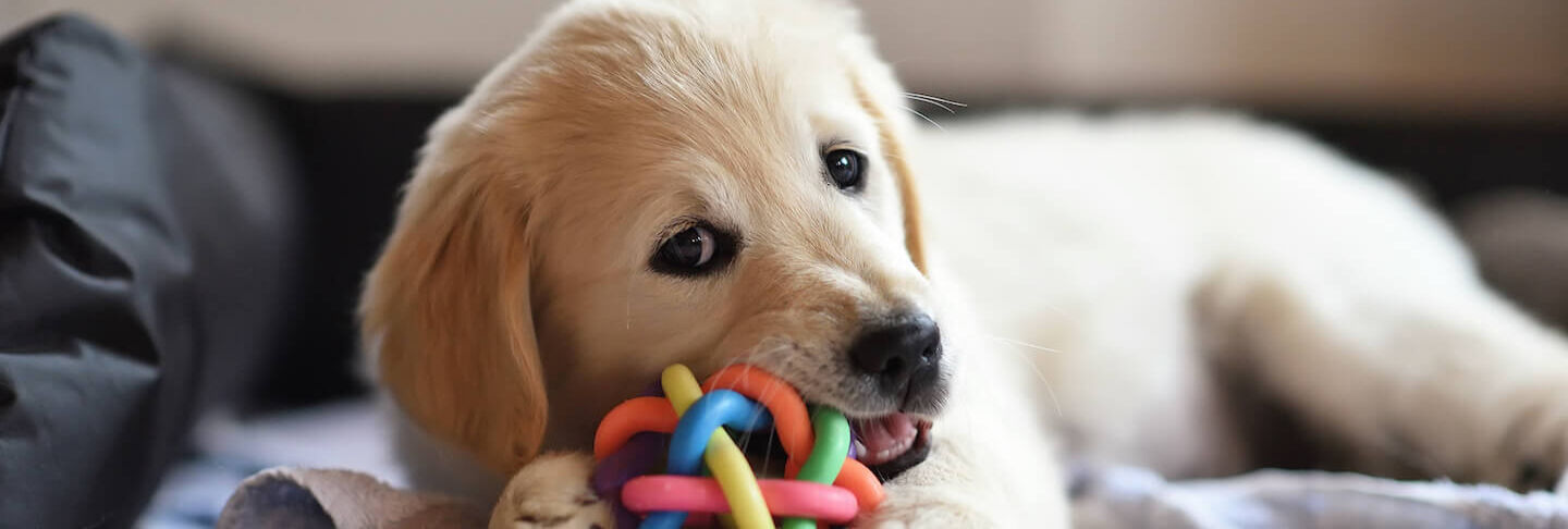 Consigli utili per accogliere un cane in casa