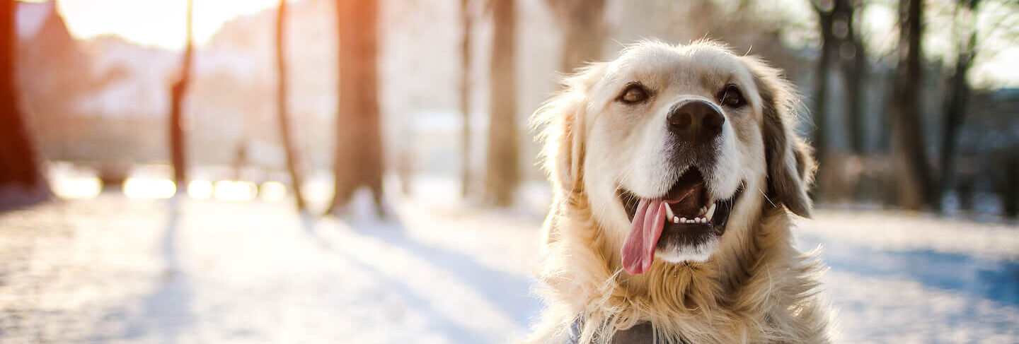 Consigli per portare il cane sulla neve