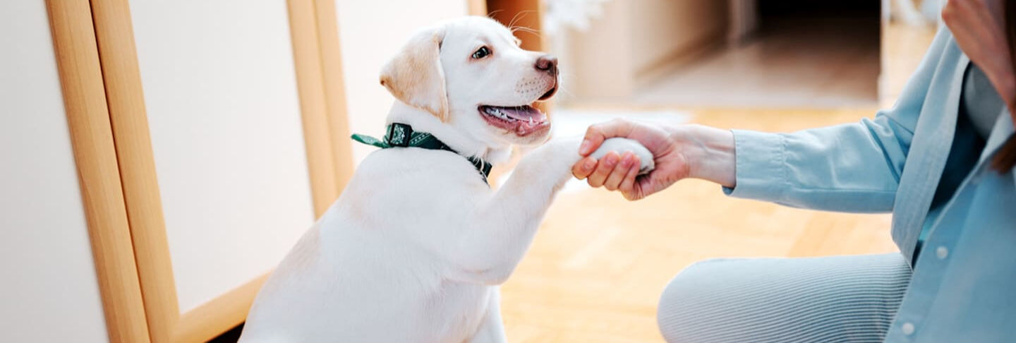 How to train your puppy in a natural and positive way