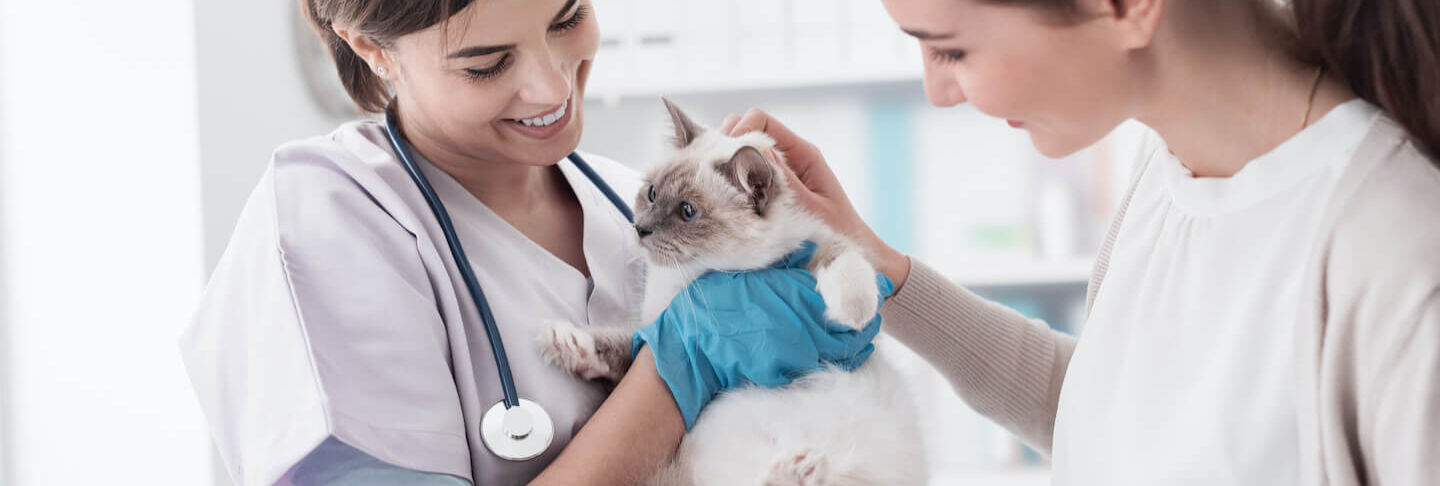 Tutto ci&ograve; che bisogna sapere sul vaccino per il gatto