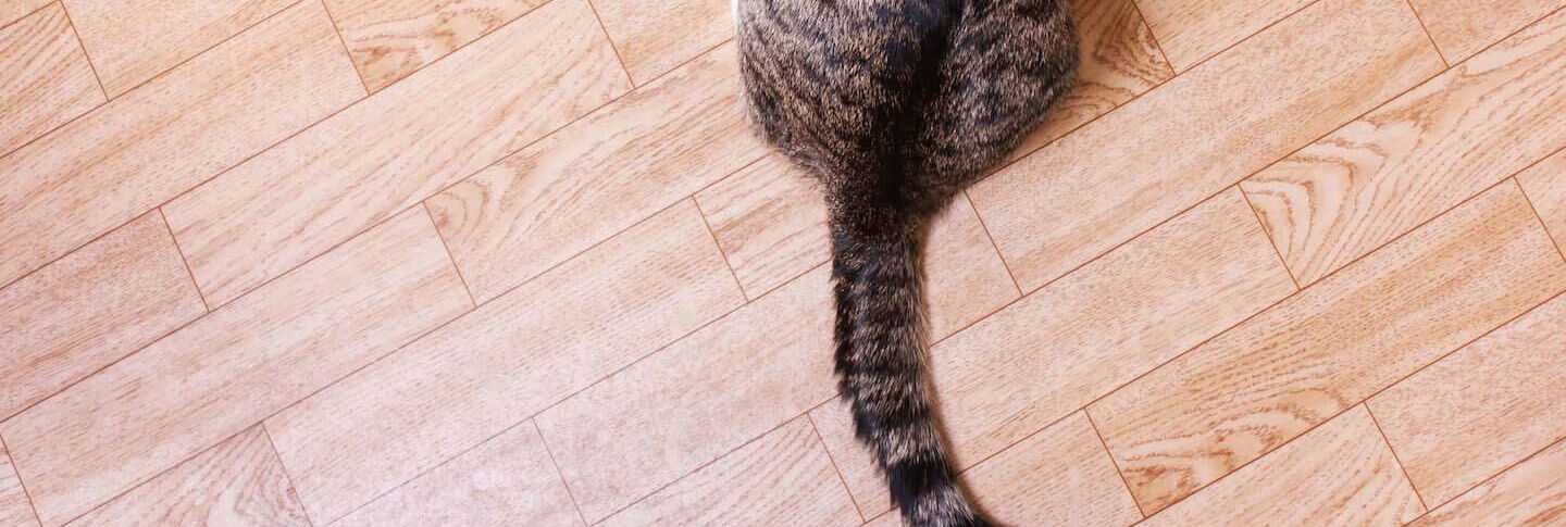 La coda del gatto ed il significato dei suoi movimenti