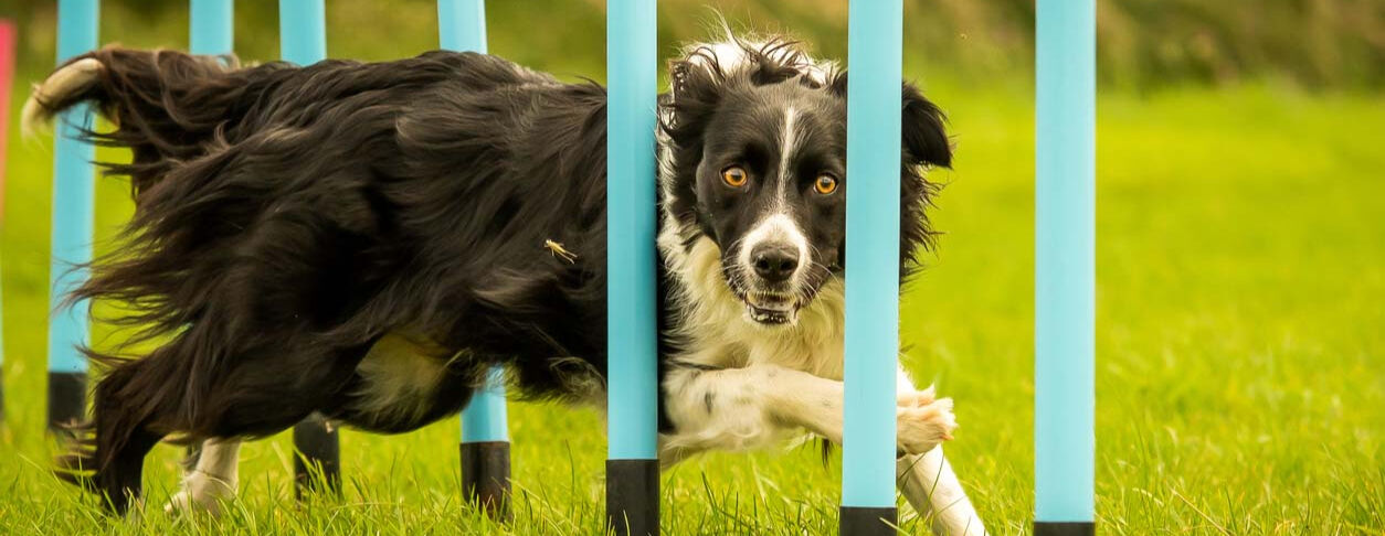 Agility: c&oacute;mo empezar con tu perro