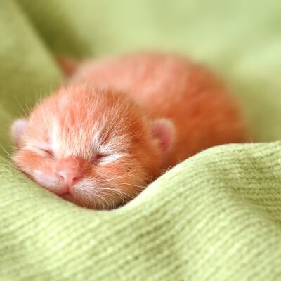 POSSIAMO TOCCARE I GATTINI APPENA NATI?