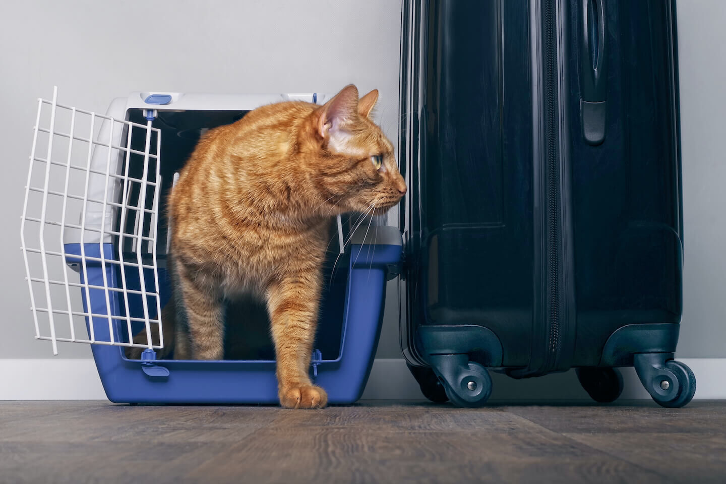 Il miglior modo per viaggiare con il gatto