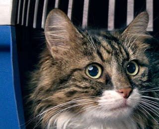 Image Link For Travelling with your cat. Does your cat like to travel?