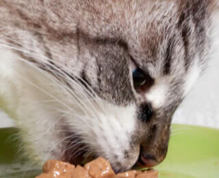 Image Link For Alimentazione del gatto sterilizzato: guida completa e consigli utili